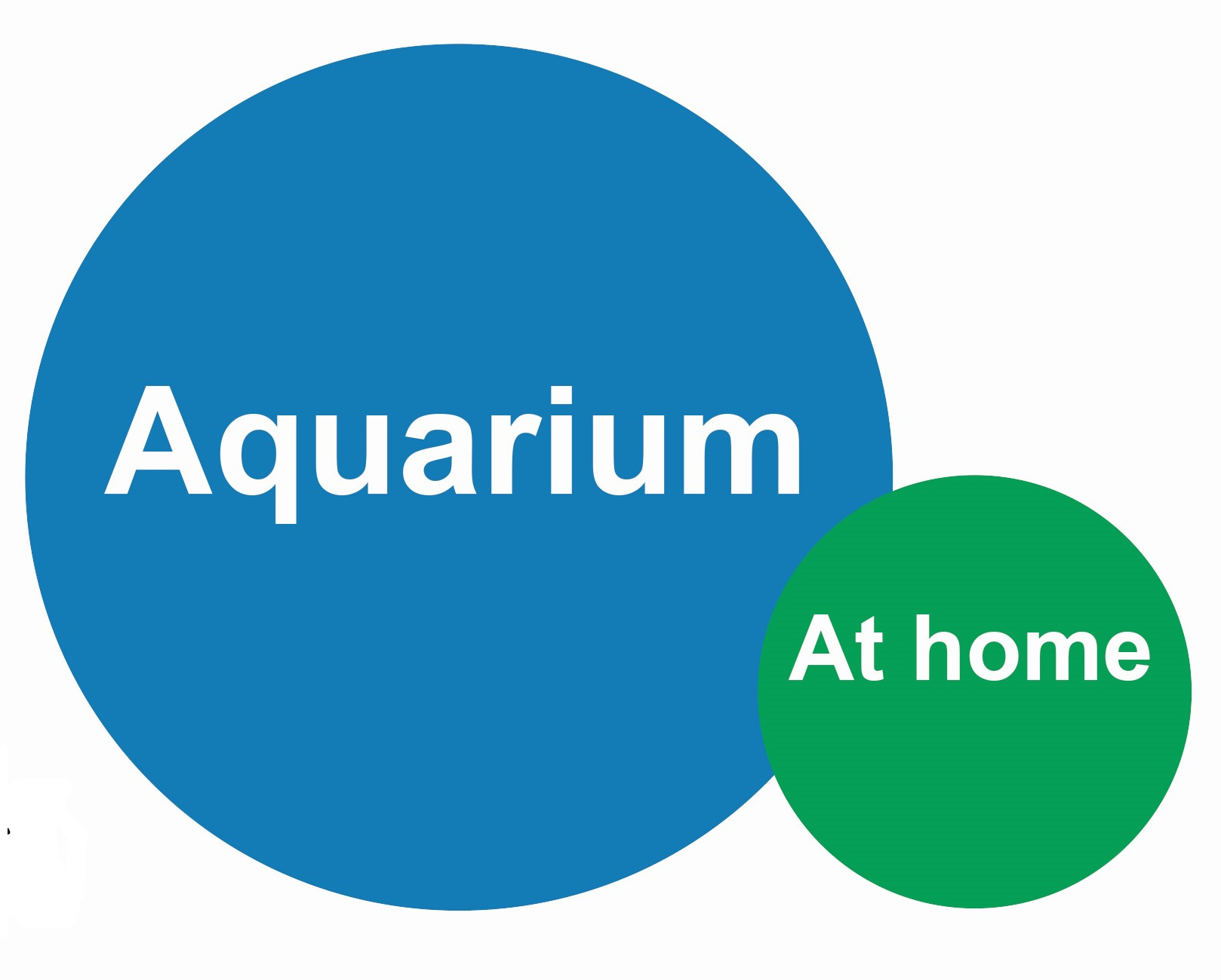 Aquarium at home