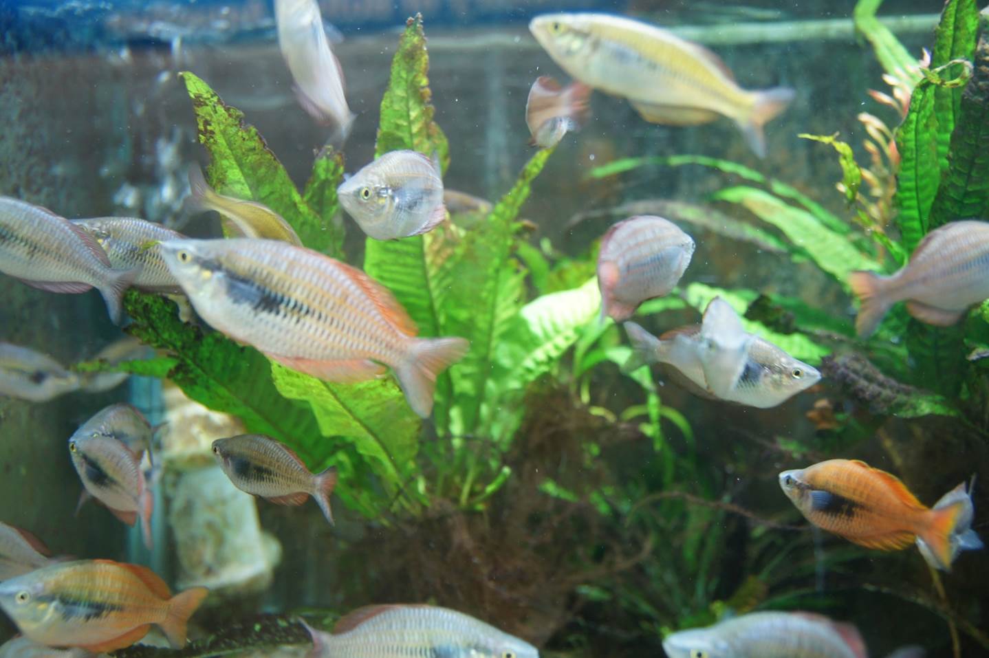 Acquarium Fishes