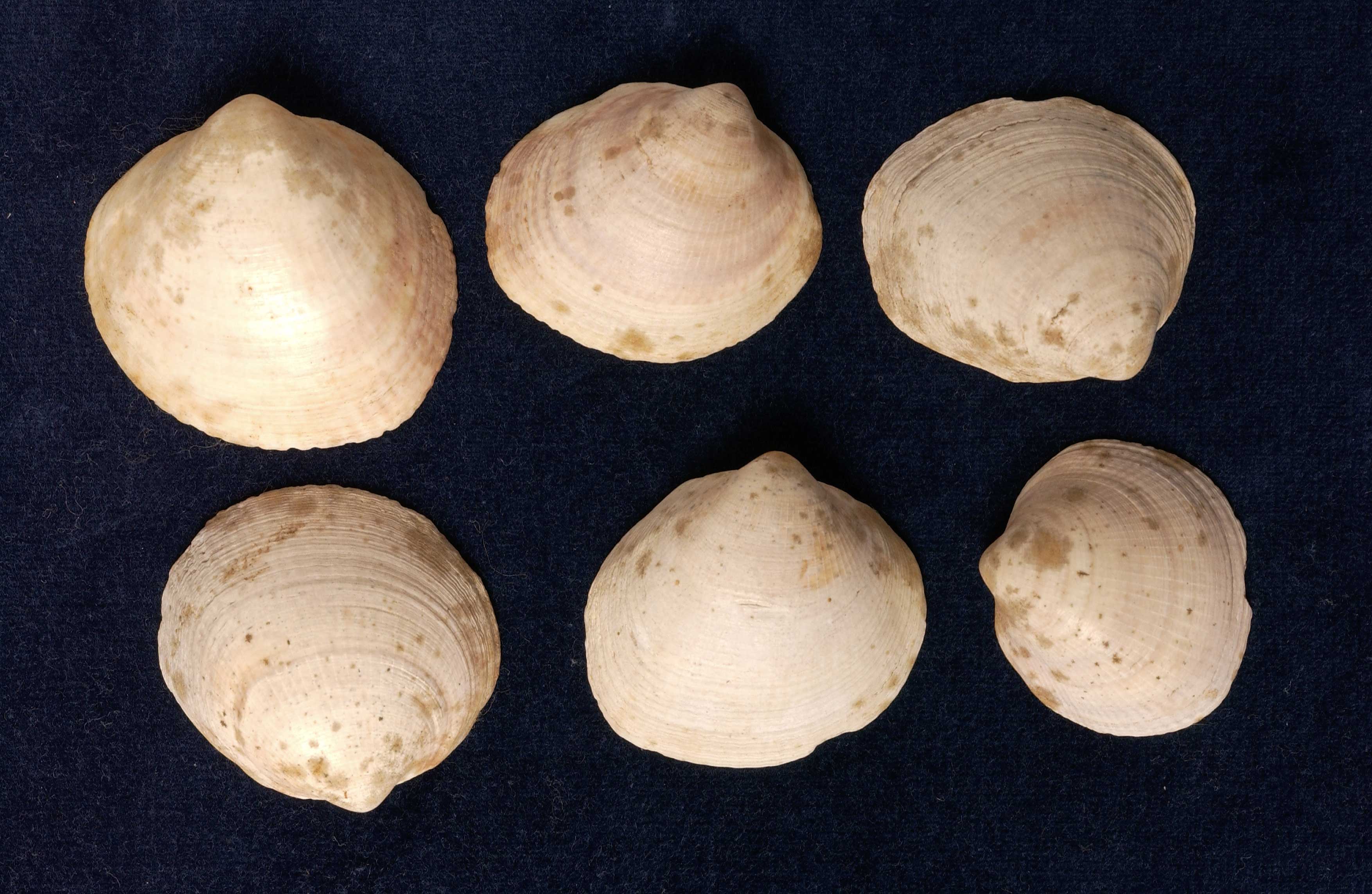 Shells
