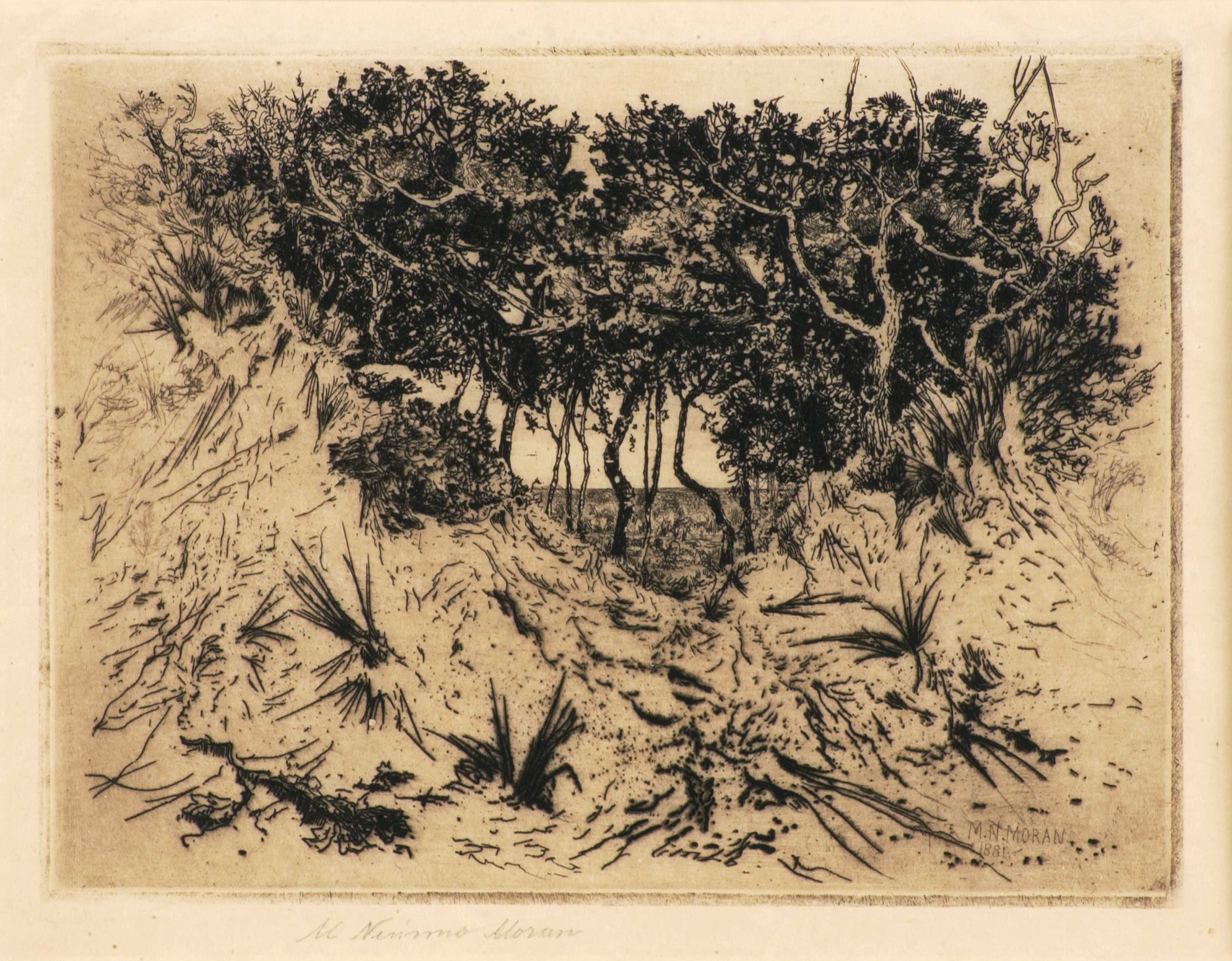 Oaks on the Sea Coast