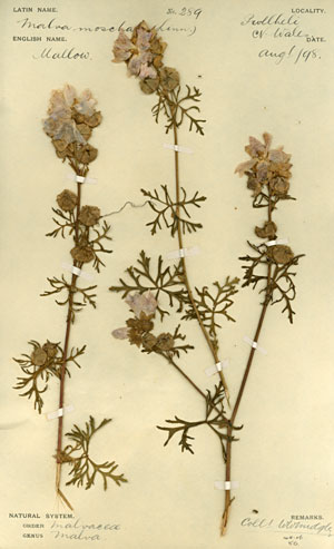 Specimen of musk-mallow (malva moschata) collected by W. W. Midgely from Pwllhli, Carnarvon North Wales in August 1898